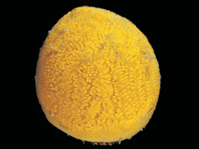 Aplidium falklandicum