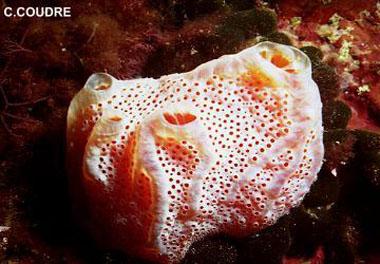 Aplidium nordmanni