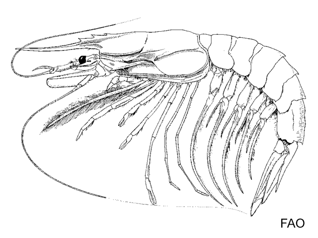 Aristaeopsis edwardsiana