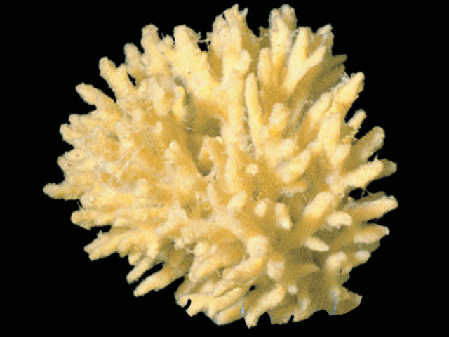 Artemisina plumosa