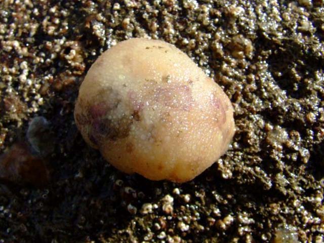 Doris pseudoargus