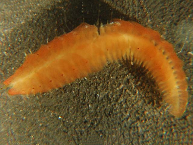 Arctonoe pulchra