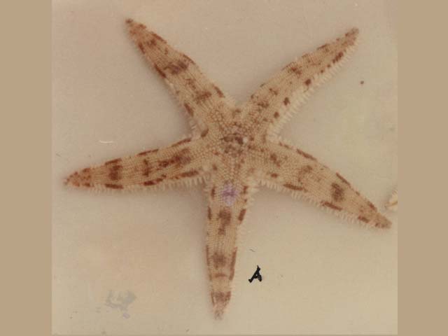 Archaster typicus