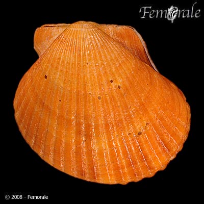 Arvenua3.jpg