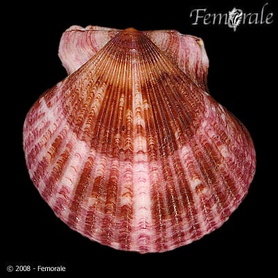 Arvenua6.jpg