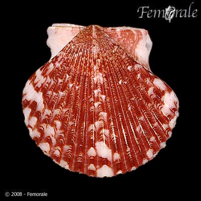 Arvenua7.jpg