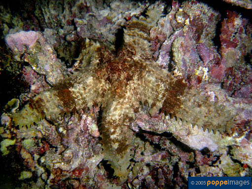 Asteropsis carinifera