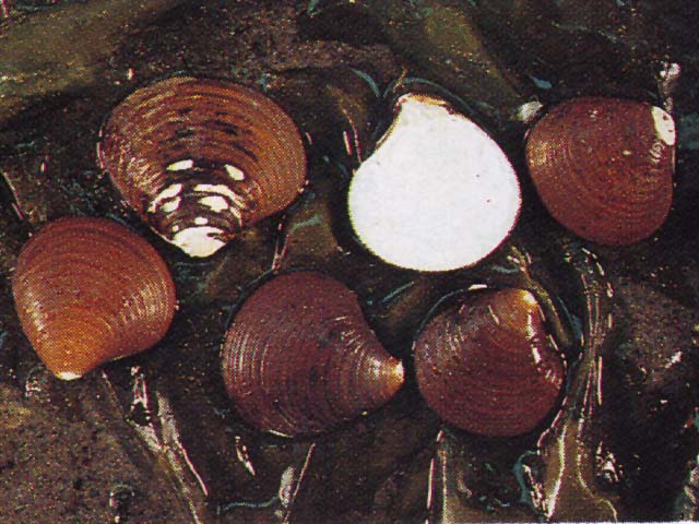 Ascas_u0.jpg