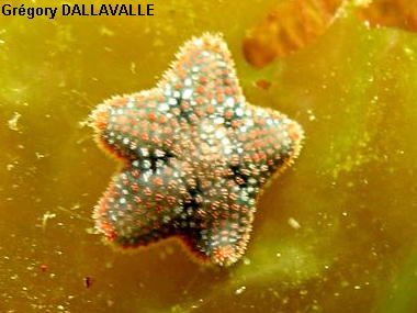 Asterina phylactica