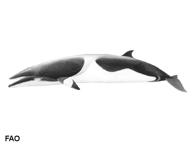 Balaenoptera acutorostrata