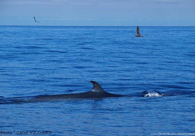 Balaenoptera brydei