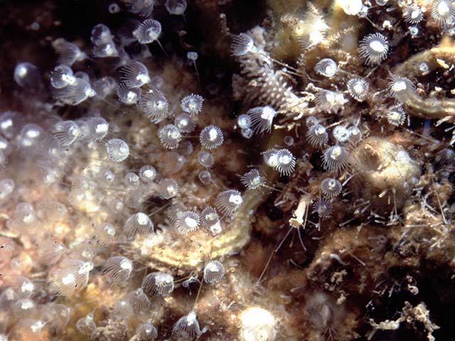 Badis_u0.jpg