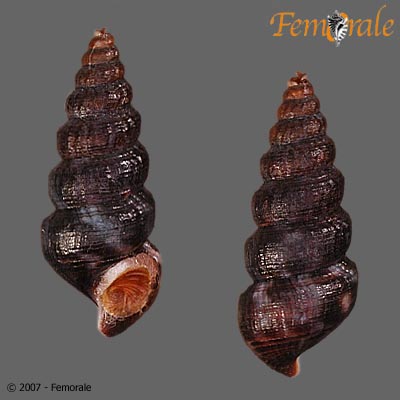 Batillaria mutata