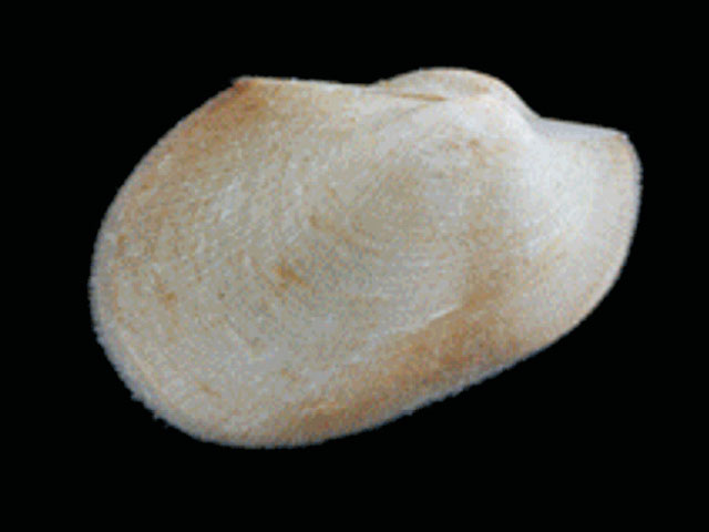 Bathyarca sinuata