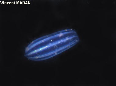 Beroe gracilis