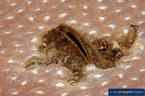 Beguina semiorbiculata