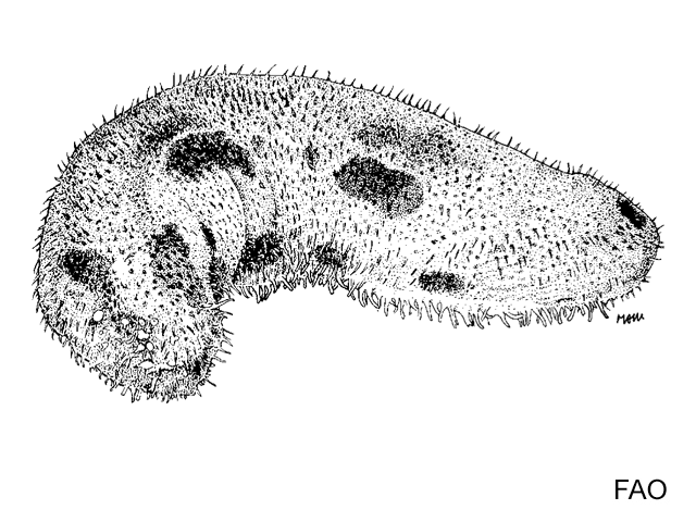 Bohadschia marmorata