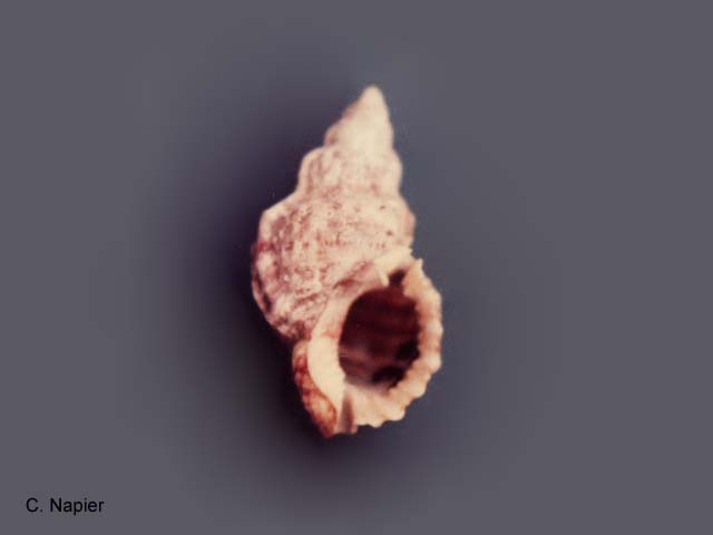 Bursa granularis