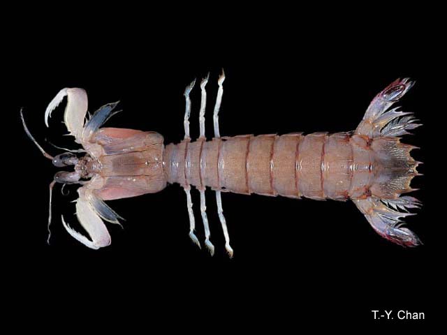 Busquilla quadraticauda
