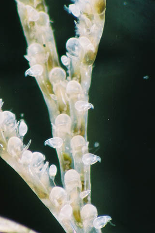 Bugulina stolonifera