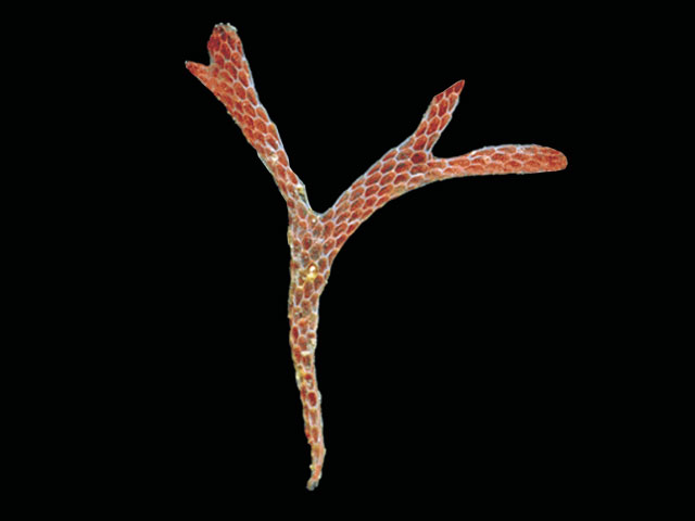 Cacur_u0.jpg