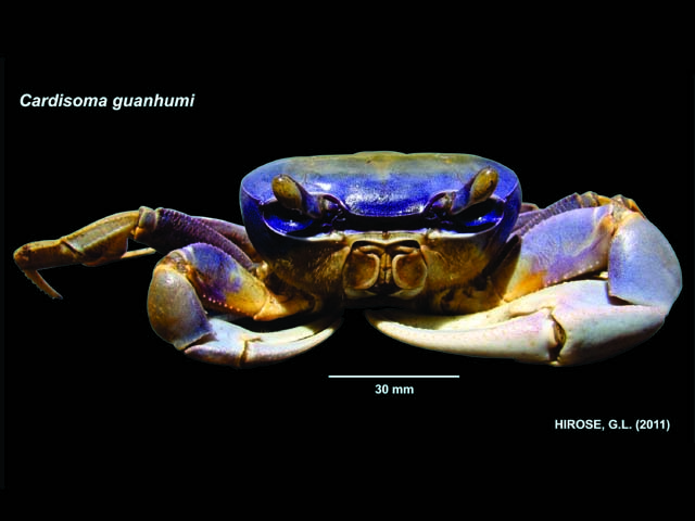 Cardisoma guanhumi