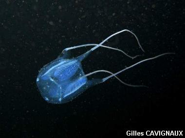 Carybdea marsupialis