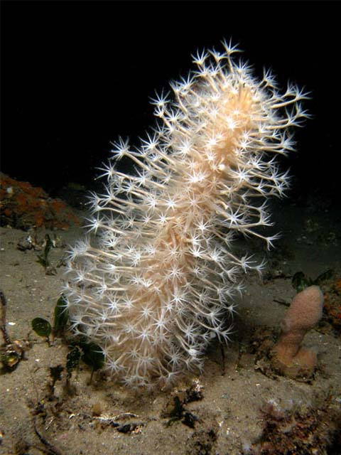 Cavernularia obesa