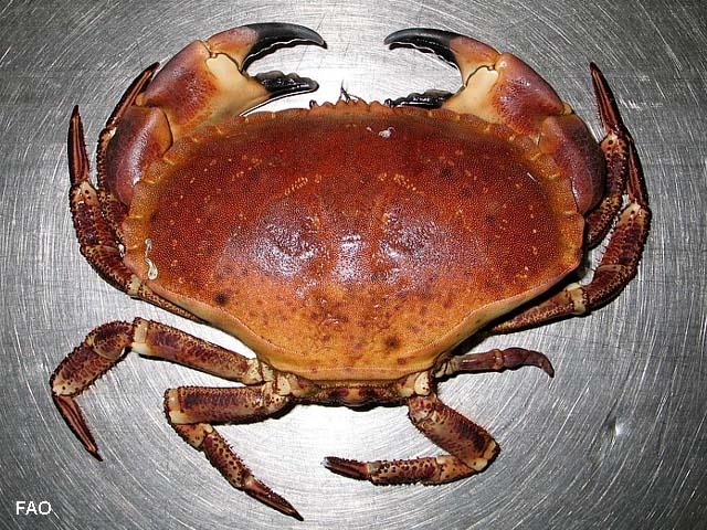 Capag_u1.jpg