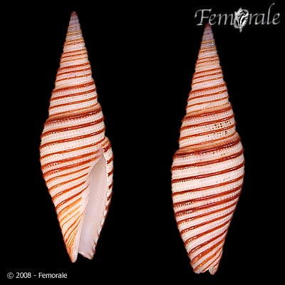 Cancilla praestantissima