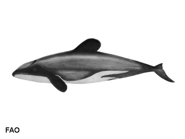 Cephalorhynchus hectori