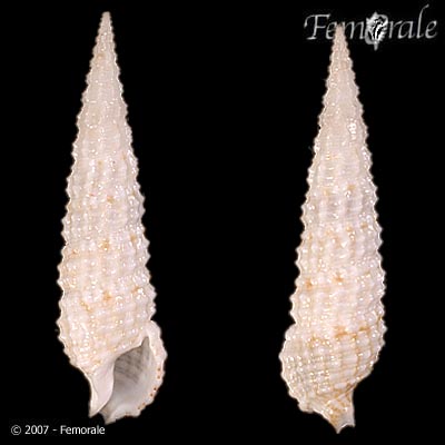 Cerithium salebrosum