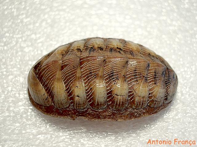 Chaetopleura angulata