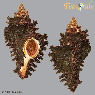 Chicoreus brunneus