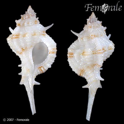 Chicoreus cailleti