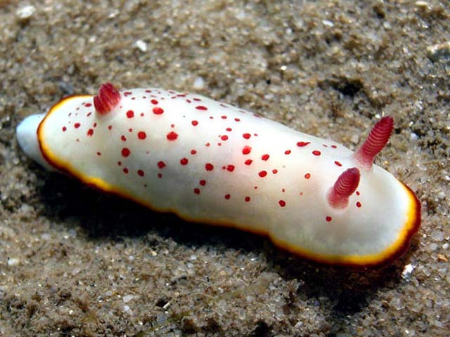 Chromodoris daphne