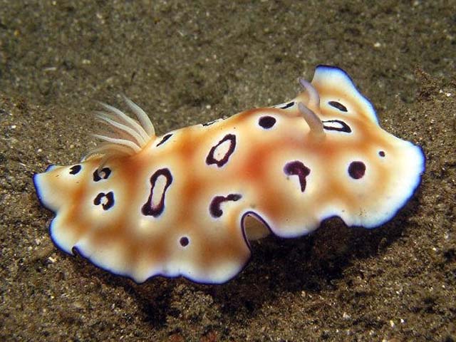 Chromodoris leopardus