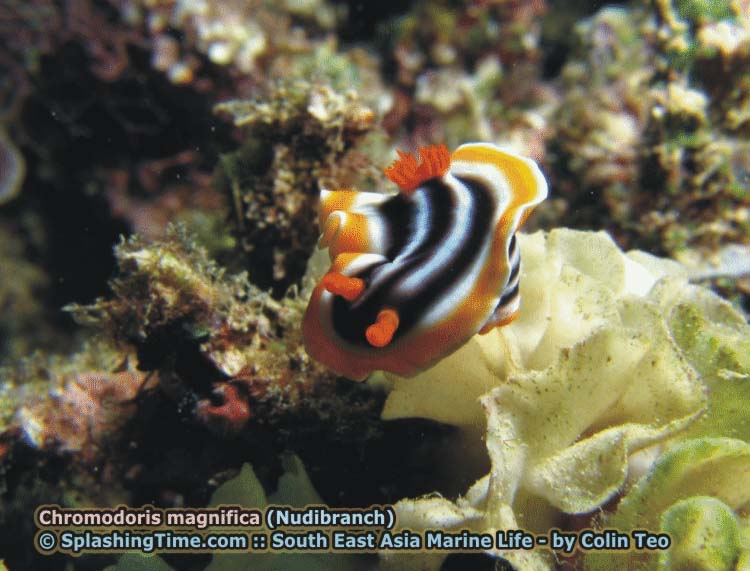 Chromodoris magnifica