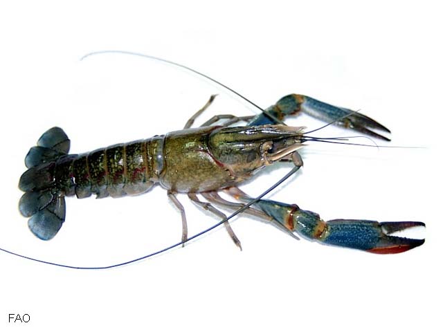 Cherax quadricarinatus