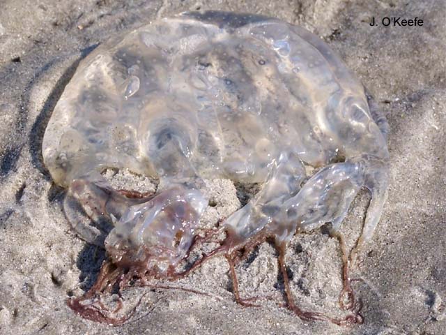 Chiropsalmus quadrumanus