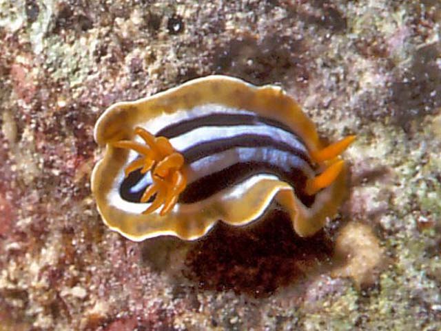 Chromodoris quadricolor