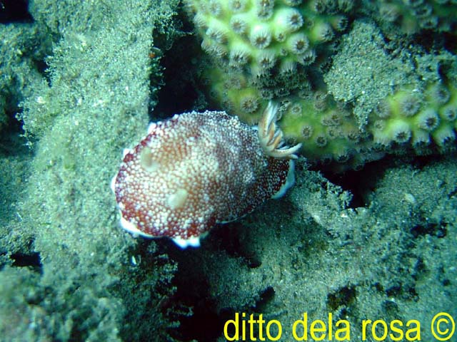 Chromodoris reticulata