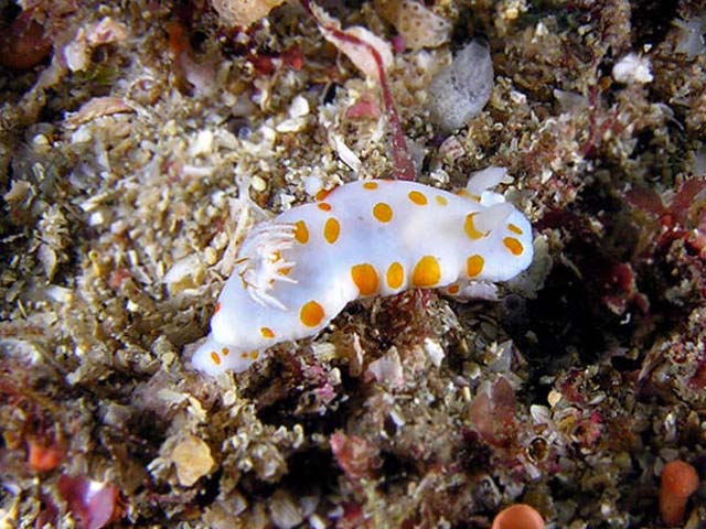 Chromodoris tasmaniensis