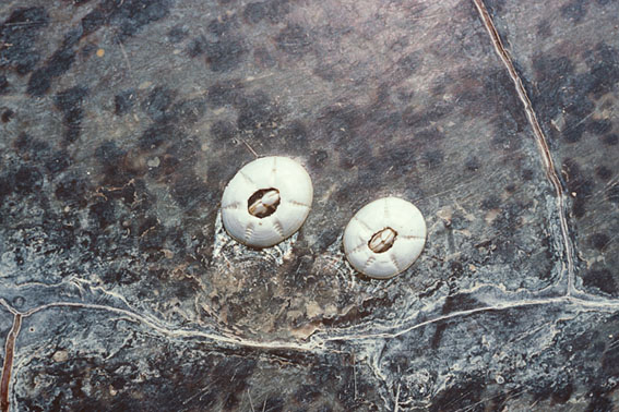Chelonibia testudinaria