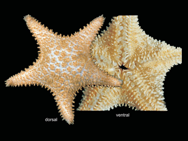 Chitonaster trangae