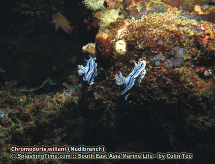 Chromodoris willani