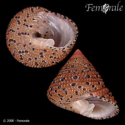 Clanculus margaritarius