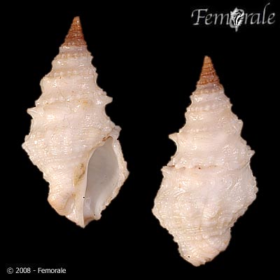 Clavatula muricata