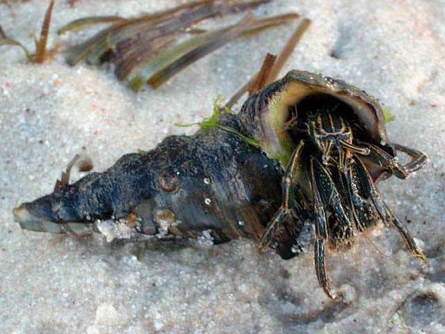 Clibanarius taeniatus