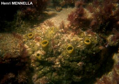 Cliona viridis